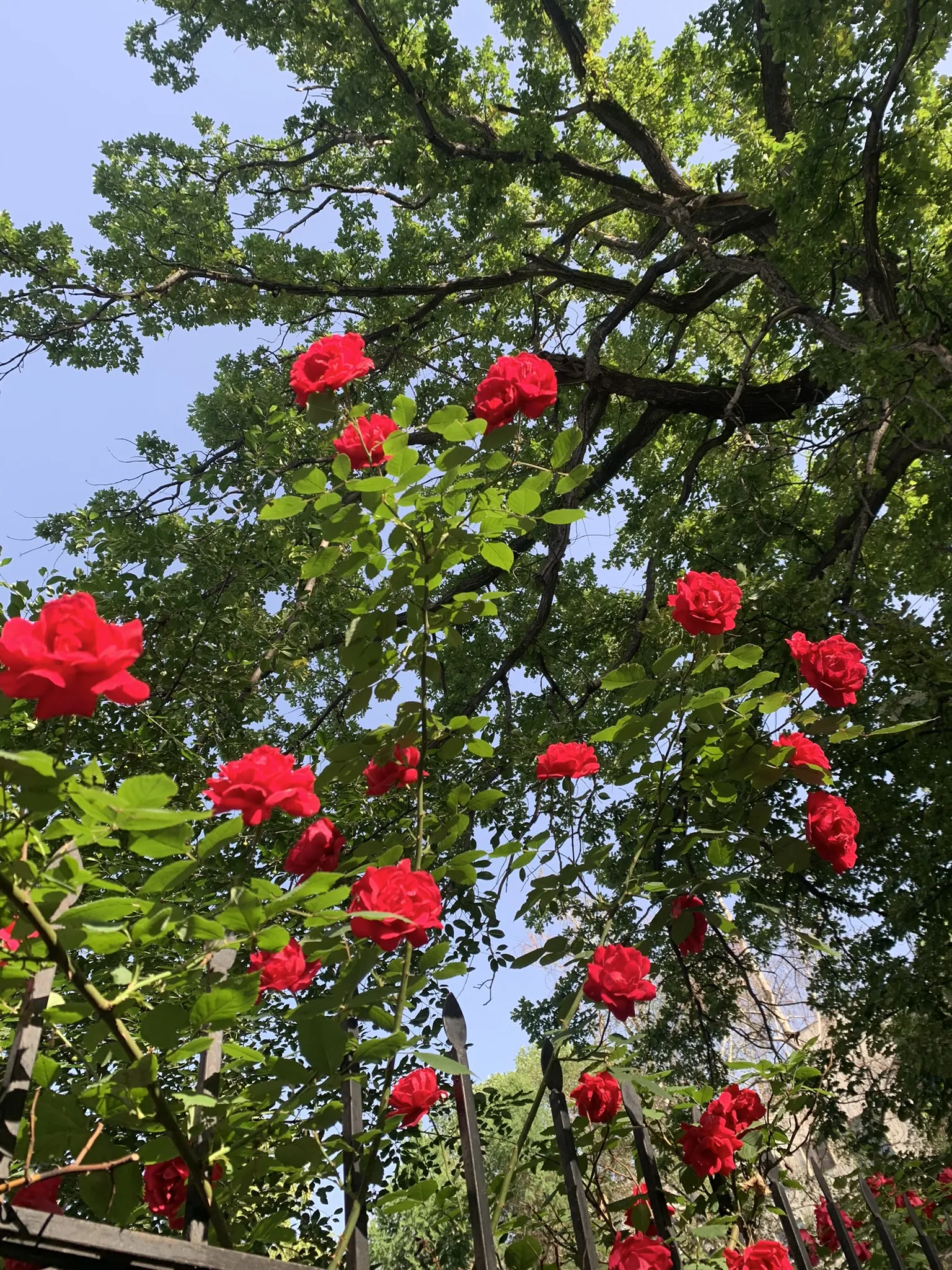 Алматы в мае — зелёный город, парки и террасы