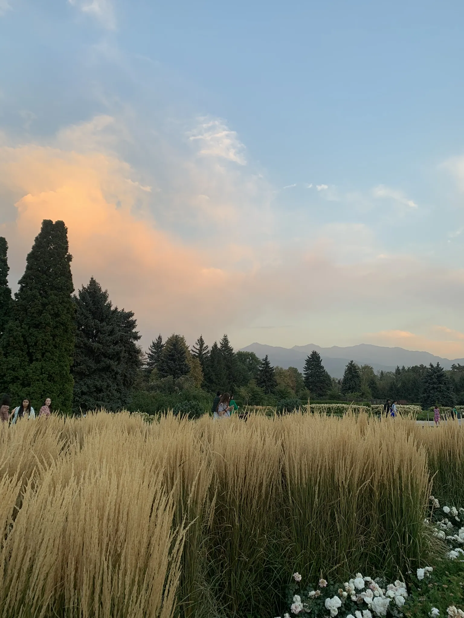 Ботанический сад Алматы — аллеи и цветники — 2