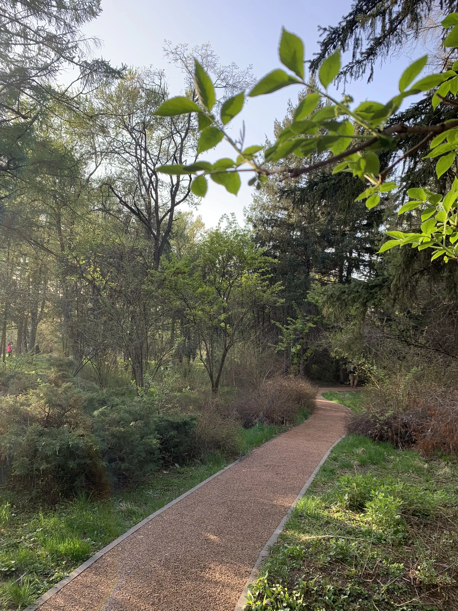 Ботанический сад Алматы — аллеи и цветники — 5