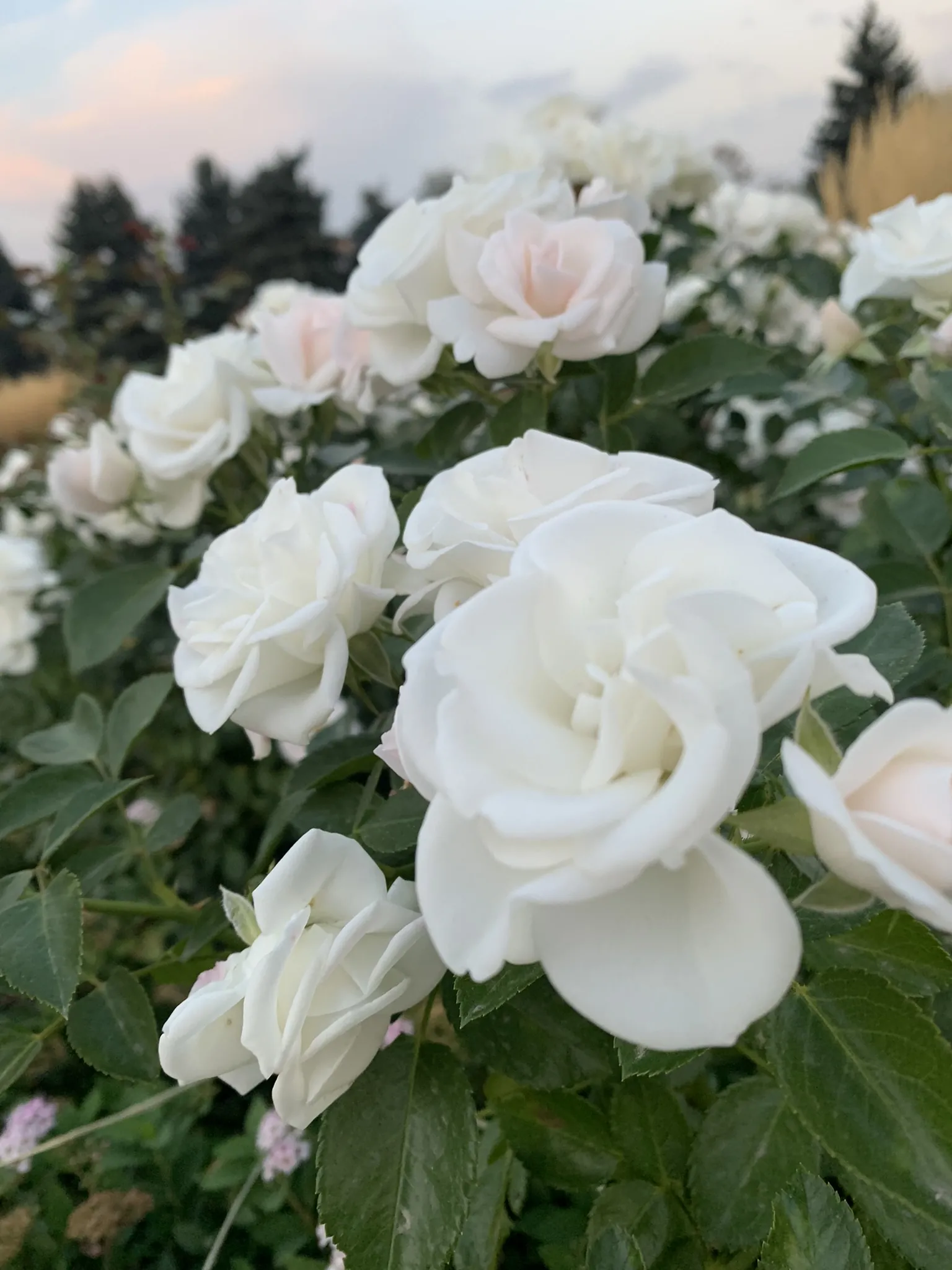 Ботанический сад Алматы — аллеи и цветники — 6