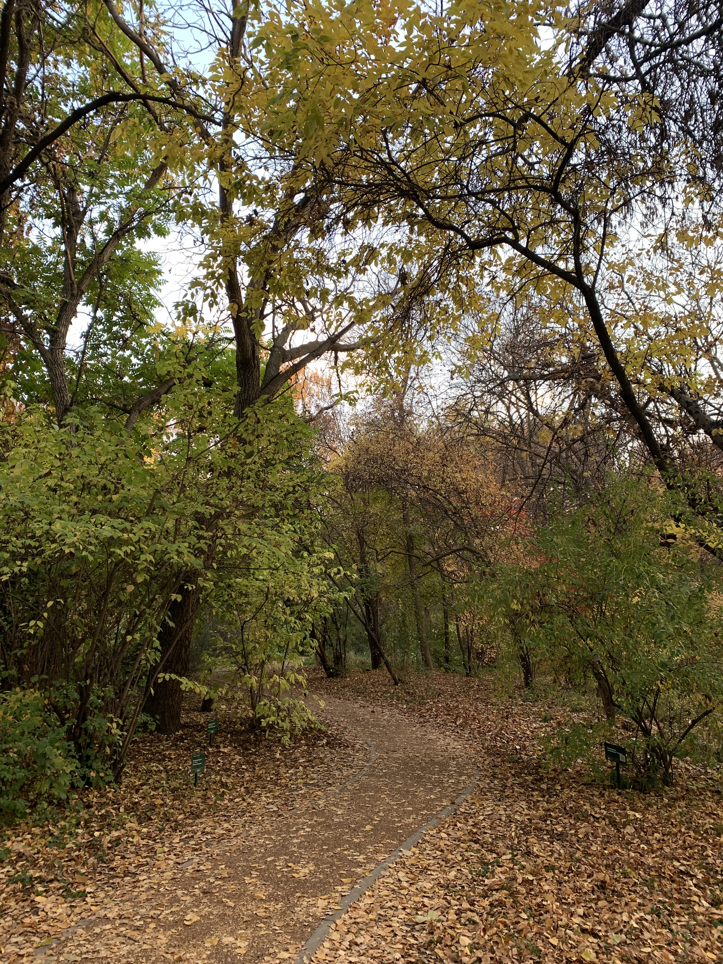 Ботанический сад Алматы — аллеи и цветники — 9