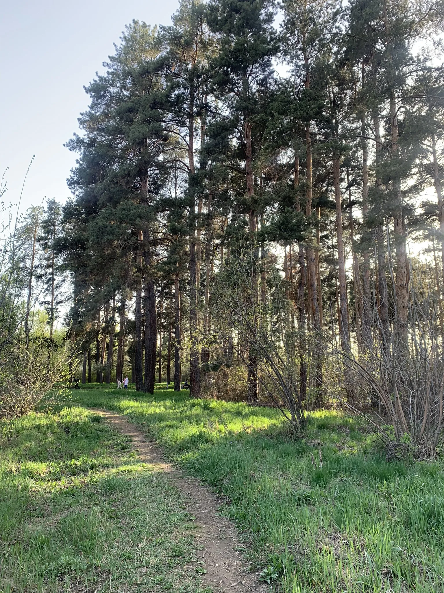 Ботанический сад Алматы — аллеи и цветники — 11