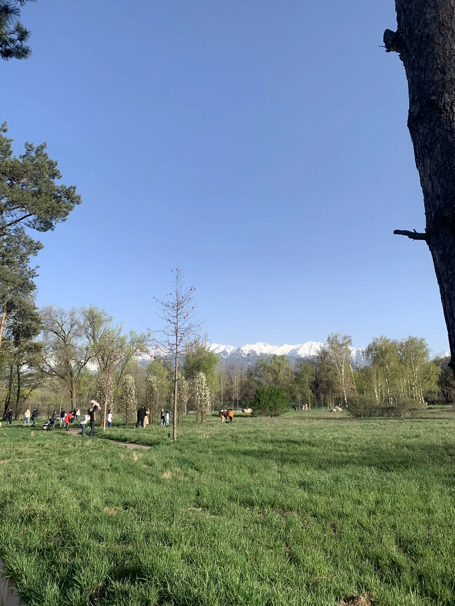 Ботанический сад Алматы — аллеи и цветники — 12