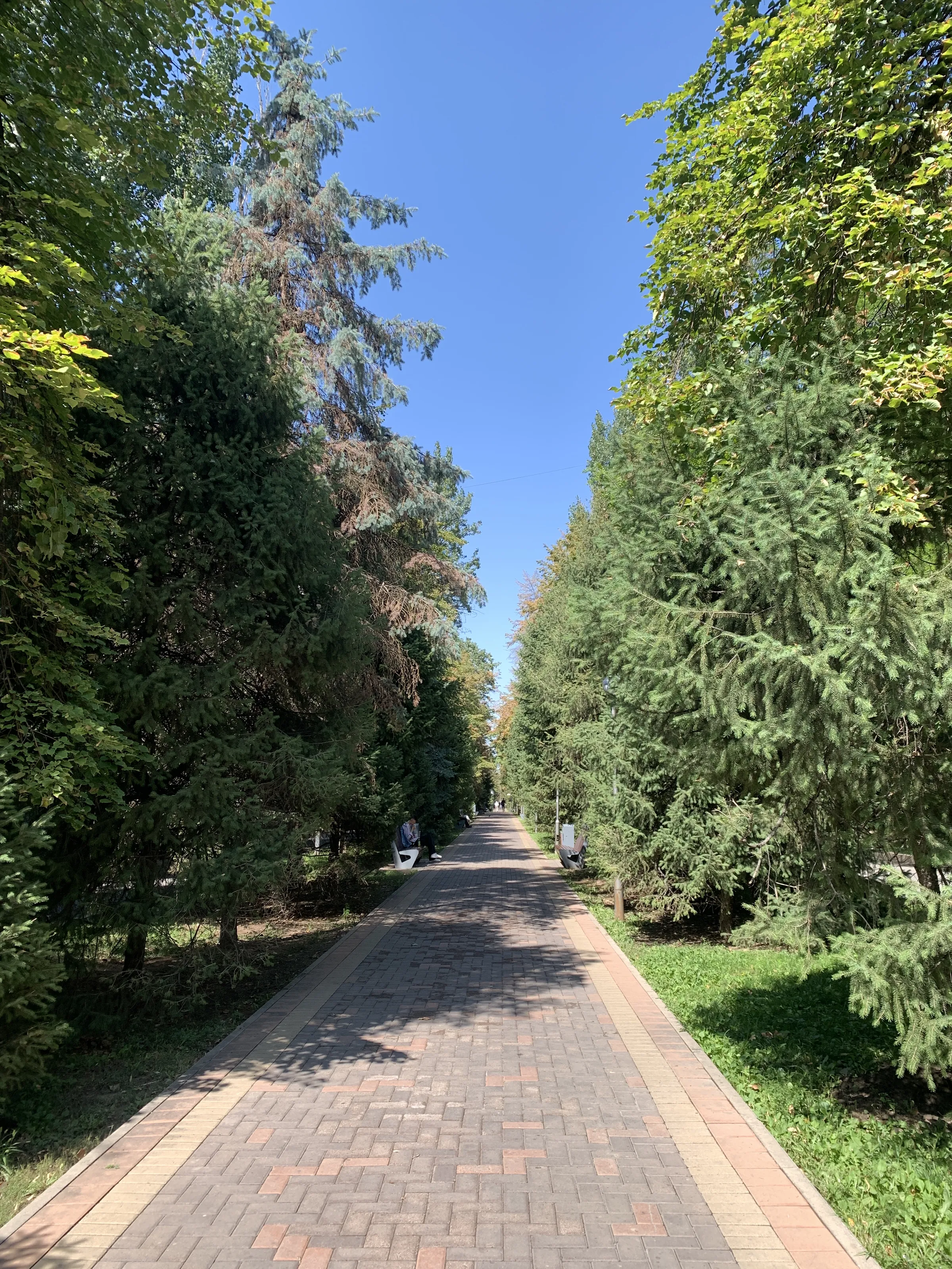 Улица Тулебаева — аллея тянь-шаньских елей в центре Алматы — 2